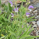 Salvia chrysophylla