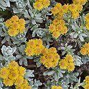Helichrysum trilineatum