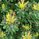 Chamaecytisus ruthenicus (szczodrzeniec ruski)