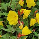Oenothera fruticosa Sonnenwende