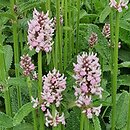 Betonica officinalis Pinky
