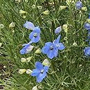 Delphinium grandiflorum Cheer Blue