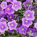 Nierembergia hippomanica Purple Robe