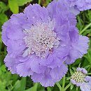 Scabiosa caucasica Blausiegel