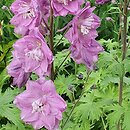 Delphinium Dusky Maidens