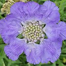 Scabiosa caucasica Nachtfalter