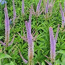 Veronicastrum sibiricum Red Arrows