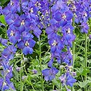 Delphinium Polarnacht