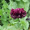 Papaver somniferum Black Peony