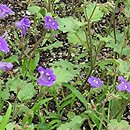 Phacelia parryi