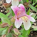 Mimulus Andean Nymph