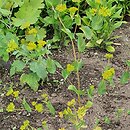 Bupleurum rotundifolium Decor