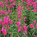 Penstemon Andenken an F. Hahn