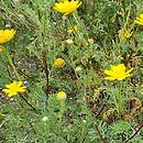 Anacyclus radiatus (bertram promienisty)