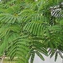 Albizia julibrissin Ernest Wilson