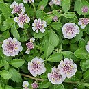 Phyla nodiflora