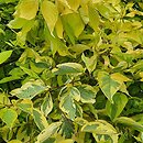 Cornus alba Gouchaultii