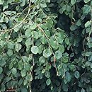 Fagus sylvatica s.str. Sychrov