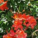 Rhododendron cumberlandense