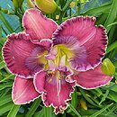 Hemerocallis ×hybrida Persian Art
