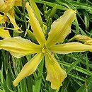 Hemerocallis ×hybrida Paul Weber