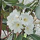 Rhododendron hemsleyanum (różanecznik Hemsley'a)