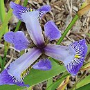Iris hort. Jezioro Trzech Rzek
