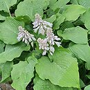 Hosta Sea Drift