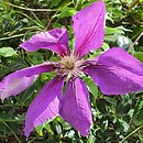 Clematis Gipsy Queen