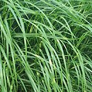 Miscanthus sinensis Little Zebra