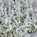 Stachys byzantina Primrose Heron