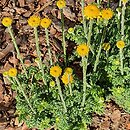 Anthemis tinctoria Charme