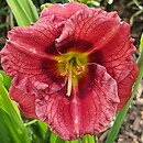 Hemerocallis ×hybrida Siloam Grace Stamile