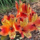 Alstroemeria aurea Tesronto