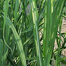 Miscanthus ×giganteus Lottum