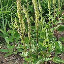 Verbascum chaixii (dziewanna Chaixa)