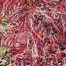 Acer palmatum Red Filigree Lace