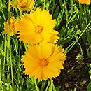 Coreopsis grandiflora Sunny