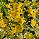 Lysimachia punctata Alexander