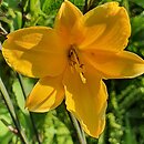 Hemerocallis ×hybrida Corky