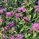 Centaurea hort. Cara Mia