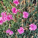 Dianthus Dinetta Purple