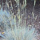 Festuca glauca Festina