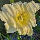 Hemerocallis ×hybrida Iron Gate Glacier