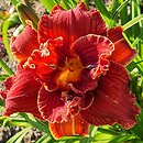 Hemerocallis ×hybrida Paprika Flame
