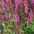 Salvia ×digenea New Dimension Rose