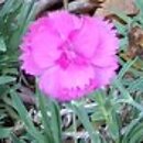 Dianthus Dinetta Pink