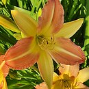 Hemerocallis ×hybrida EveryDayLily Punch Yellow