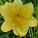 Hemerocallis ×hybrida Happy Returns
