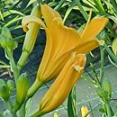 Hemerocallis ×hybrida Gold aus China